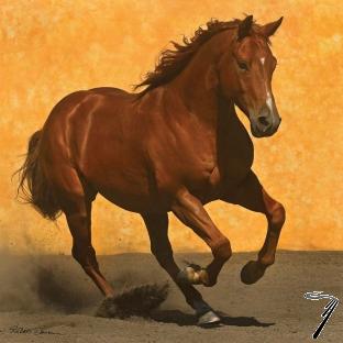 Divers . Cheval au galop - Puzzle 1024 pcs autre